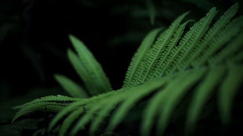 Close-up of fresh green leaves