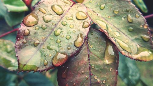 Close-up of wet leaf