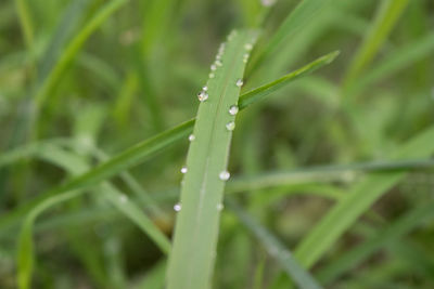 Close-up of wet grass