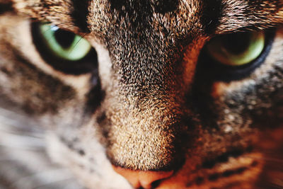 Close-up portrait of a cat