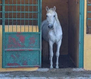 Horse in door
