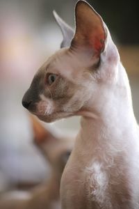 Close-up of a cornish rex kitten 