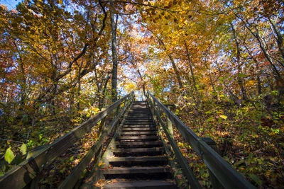 Low angle view of footbridge amidst trees during autumn