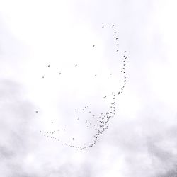 Low angle view of birds flying in sky