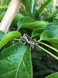 Close-up of insect on leaf