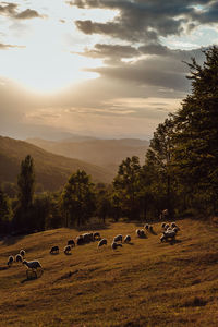 Flock of sheep on field against sky