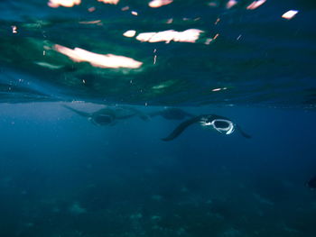 View of jellyfish in sea