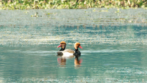 Side view of two men swimming in lake