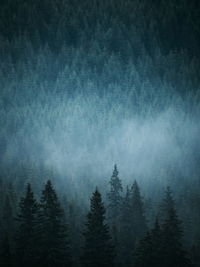 Full frame shot of pine trees in forest during foggy weather
