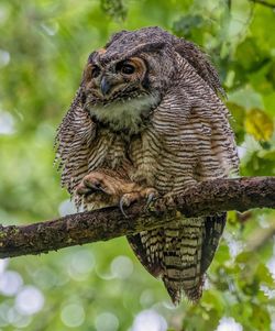 Close-up of owl perching on branch