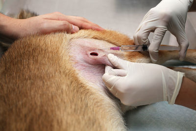 Midsection of a cat lying in a hand