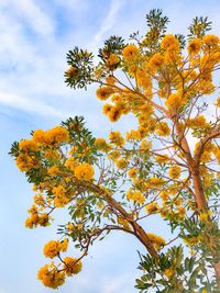 Low angle view of yellow flower tree against sky