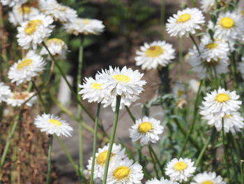 Close-up of white daisy flowers