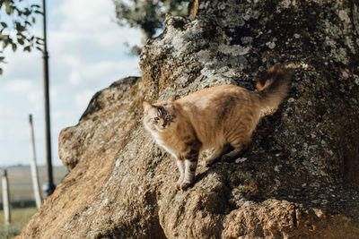 Cat lying on rock