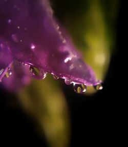 Close-up of water drops on plant