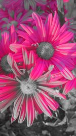 Close-up of pink flower