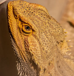 Close-up of a lizard
