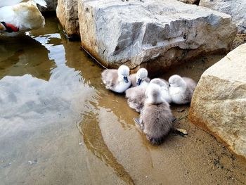 High angle view of goslings 