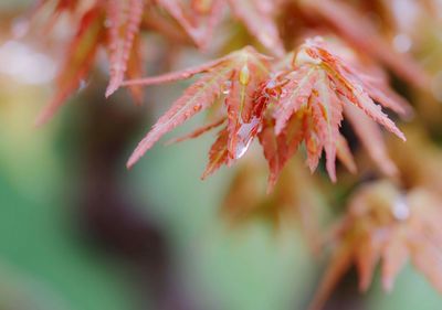 Close-up of red leaves on branch