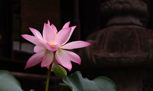 Close-up of pink water lily