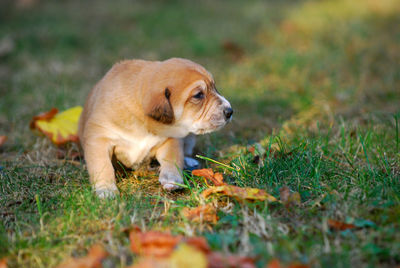 Dog sitting on a field