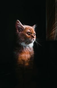 Close-up of cat standing in darkroom