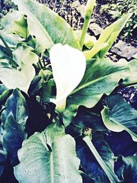 Close-up of white flowers