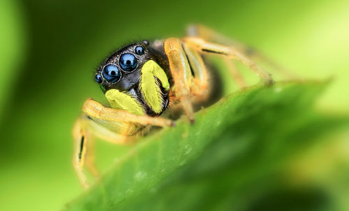 Macro shot of jumping spider on plant