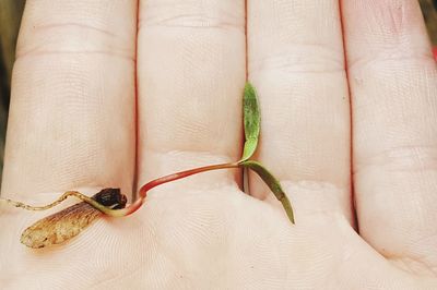 Cropped hand holding leaves