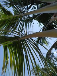 Low angle view of palm trees against sky