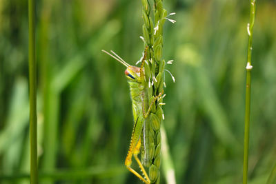 Young grasshopper and rice grasshopper the rice stalks green background