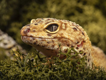 Close-up of a turtle