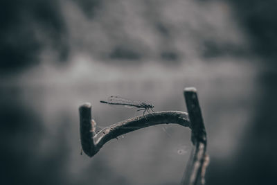 Close-up of dragonfly on plant