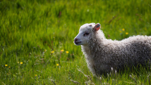 View of sheep on field