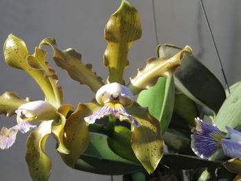 Close-up of flowers