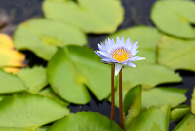 Close-up of flower blooming outdoors