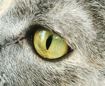 Close-up portrait of cat