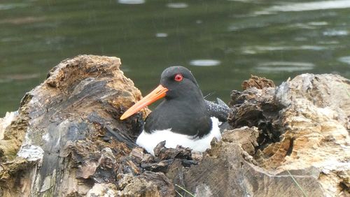 Bird perching on rock by lake