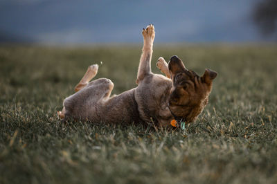 Cat lying on grass