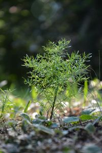 Close-up of plant