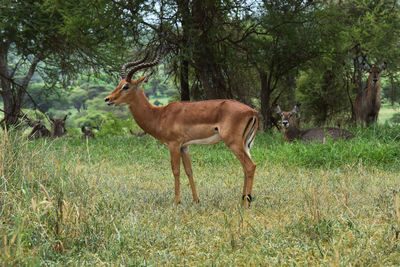 Side view of deer standing in forest