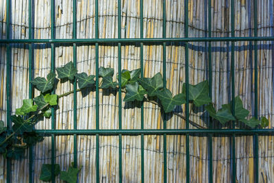 Ivy growing on fence