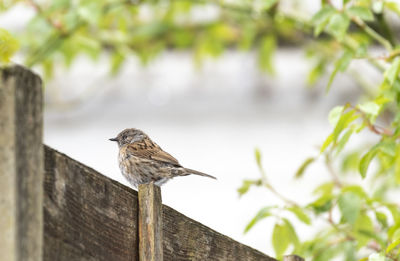 Low angle view of bird perching on wood