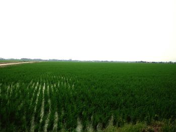 Scenic view of wheat field against clear sky