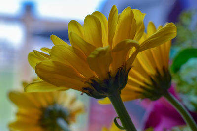 Close-up of yellow flowering plant