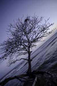 Low angle view of bare tree against clear sky