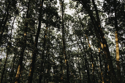 Low angle view of trees in forest