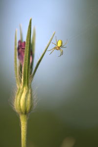 Close-up of yellow flower