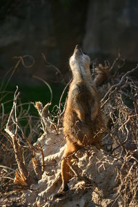 Meerkat sitting in a forest