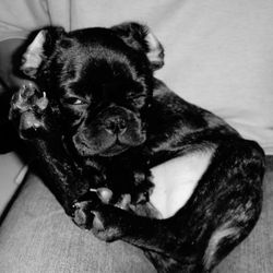 Close-up portrait of a dog